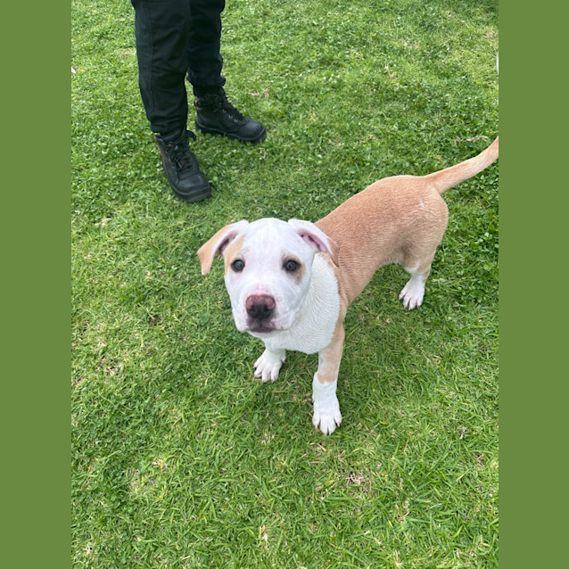 Photo of Dexter