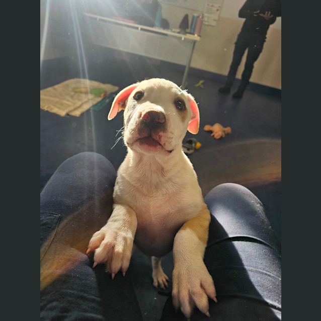 Photo of Dexter