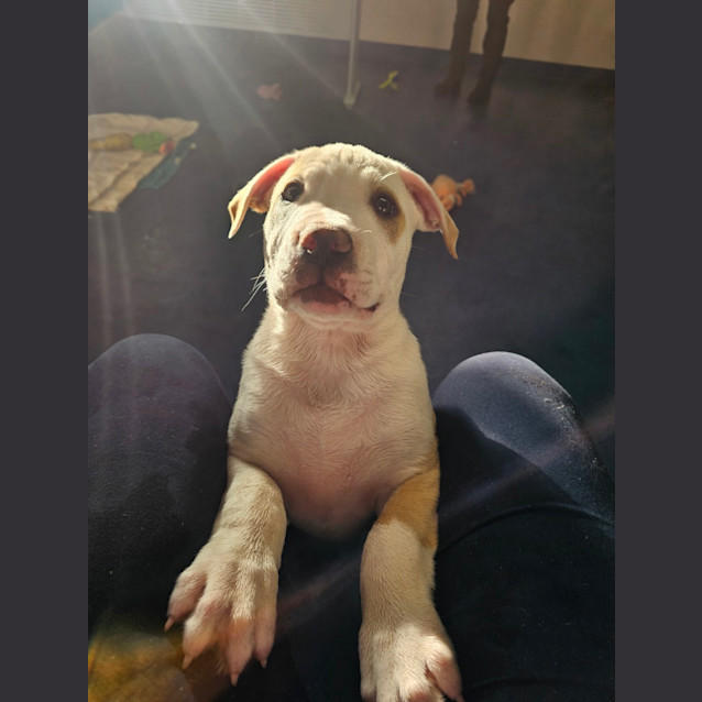 Photo of Dexter
