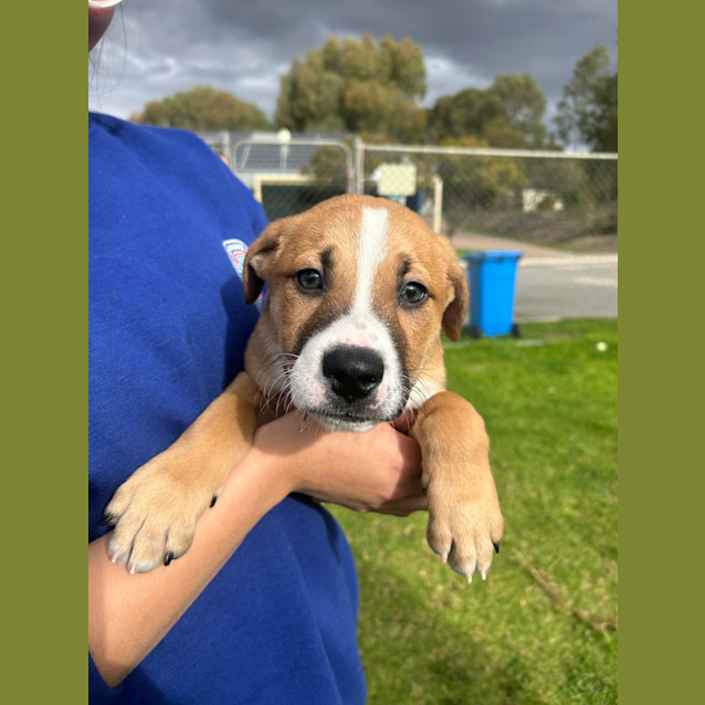 Photo of Lucky