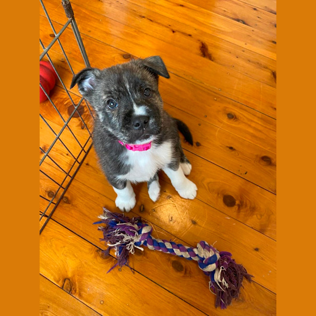 Photo of Sumo   Husky X Kelpie (Trial)