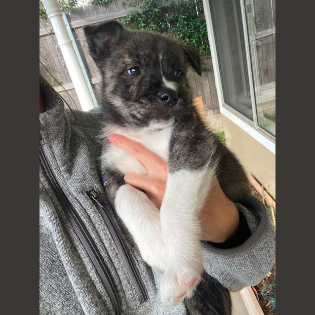 Photo of Sumo   Husky X Kelpie (Trial)