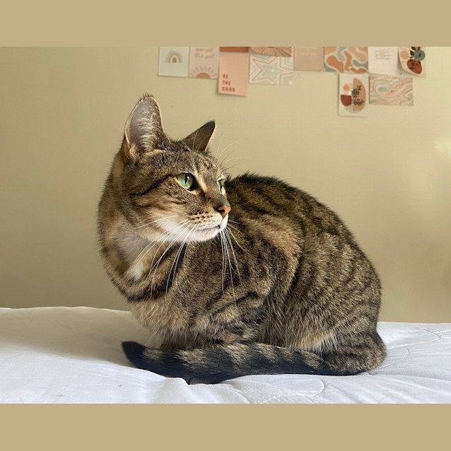 Photo of Zelda