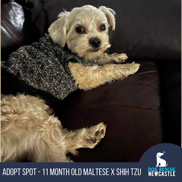 Photo of Spot   11 Month Old Maltese X Shih Tzu (Trial)