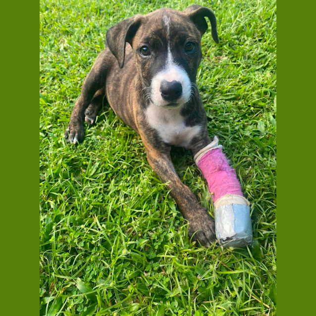 Photo of Roxi
