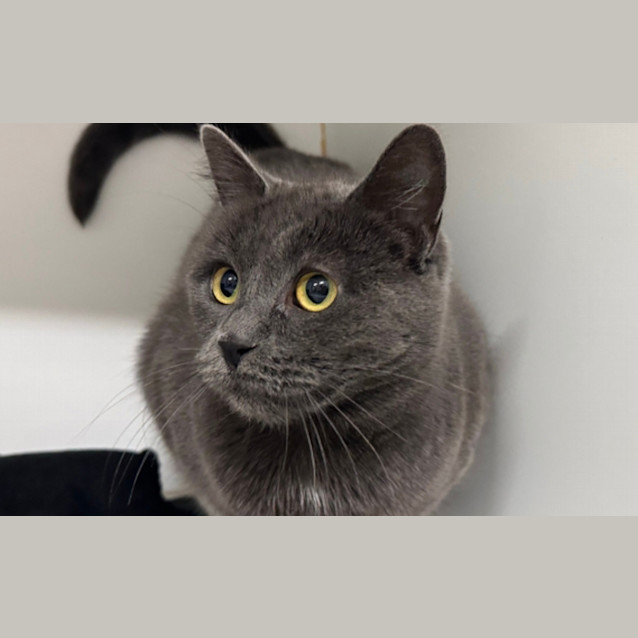 Photo of Lady Marmalade 