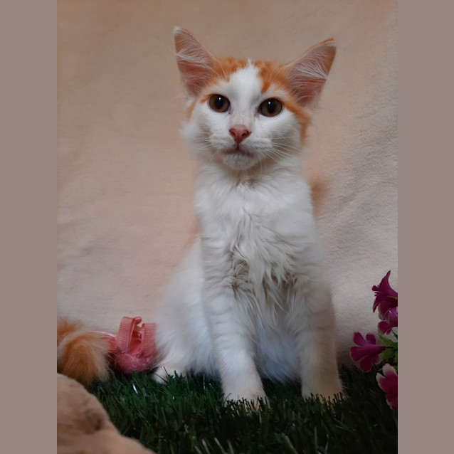 Photo of Basil