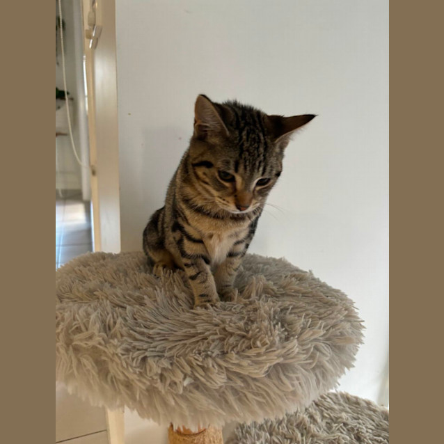 Photo of Deepa Meet Me At Petstock Hastings Store