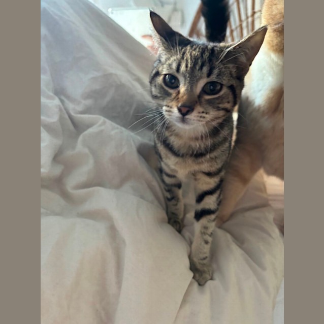 Photo of Deepa Meet Me At Petstock Hastings Store