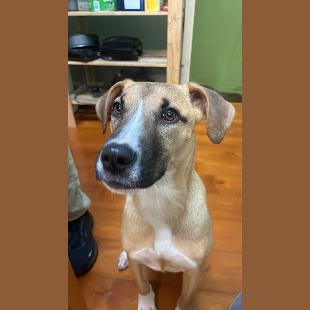 Photo of Honey