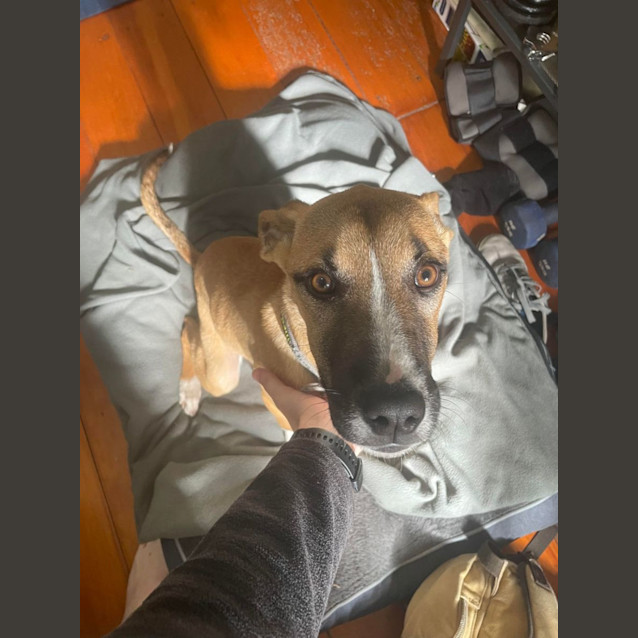 Photo of Honey