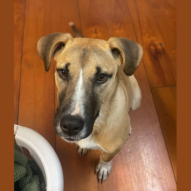 Photo of Honey