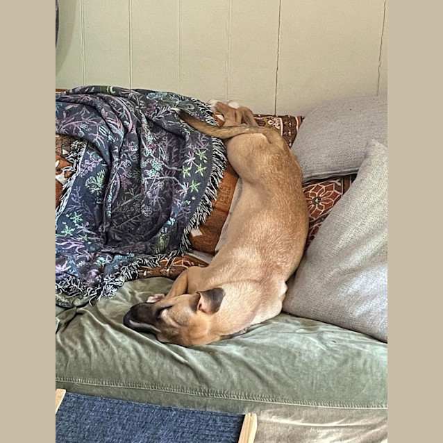 Photo of Honey