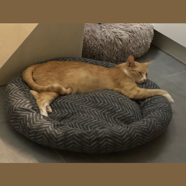 Photo of Honey