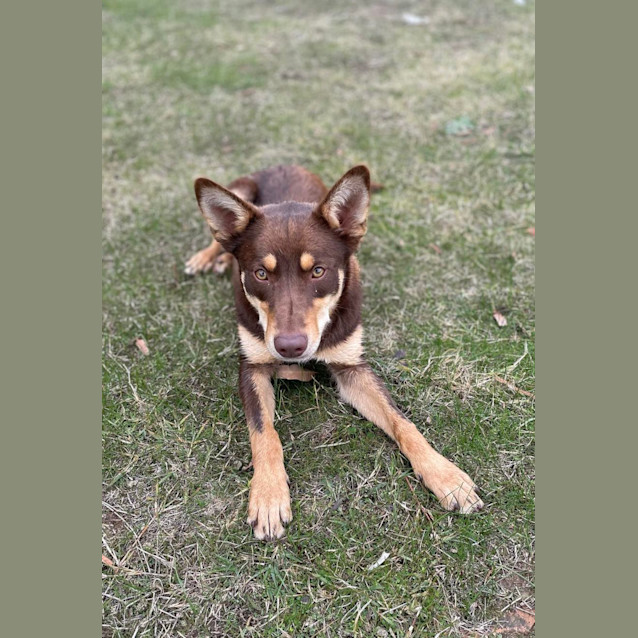 Photo of Chip