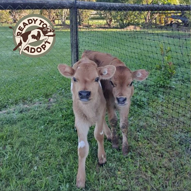 Photo of Beau And Benedict 