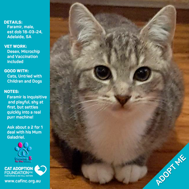 Photo of Faramir Just $50 Limited Time!