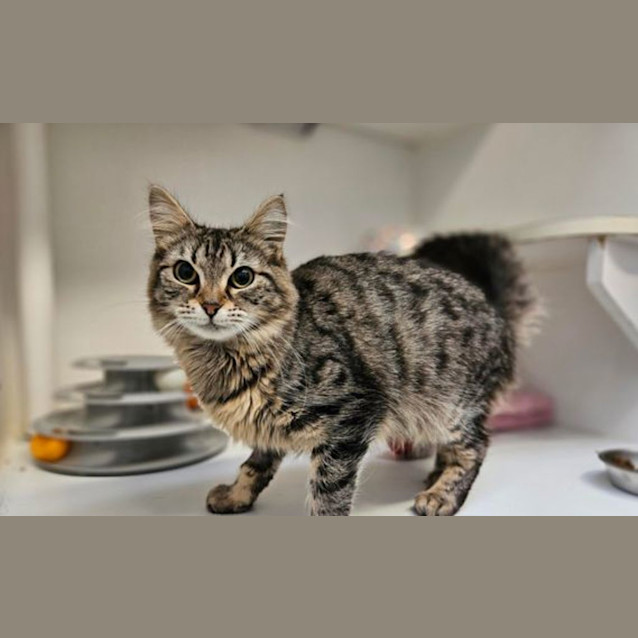 Photo of Pepper
