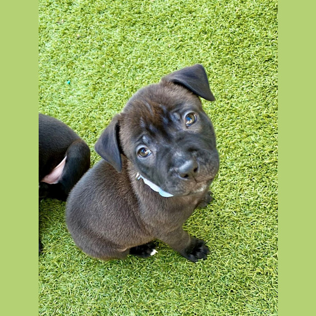 Photo of D1005 Barney