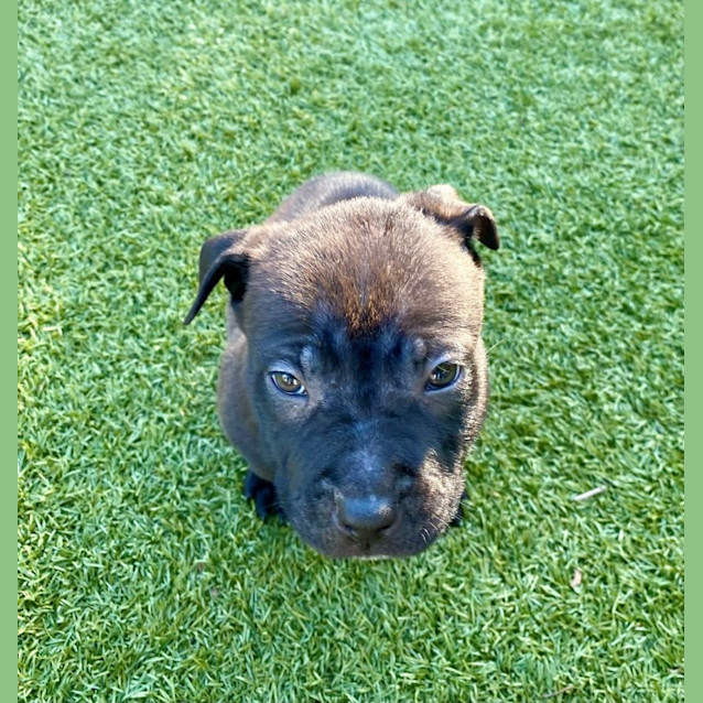 Photo of D1005 Barney