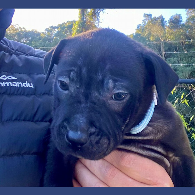 Photo of D1005 Barney