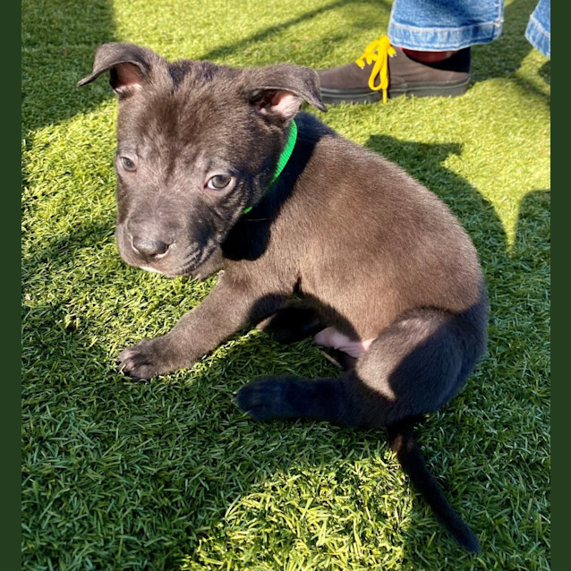 Photo of D1007 Slate