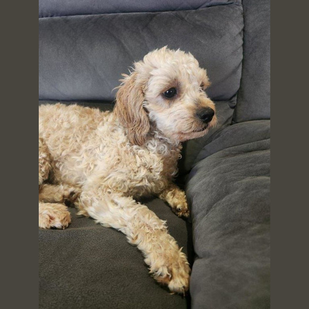 Photo of Holly   10 Month Old Cavoodle (Hold)