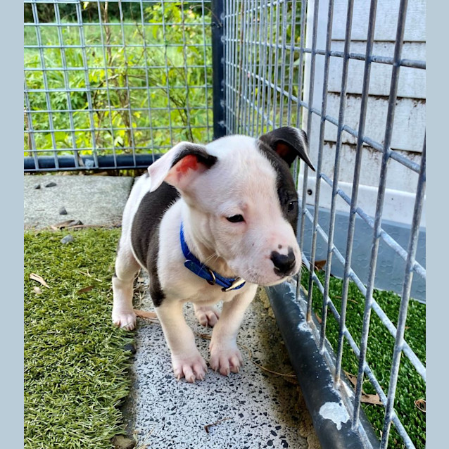 Photo of D1009 Bamm Bamm