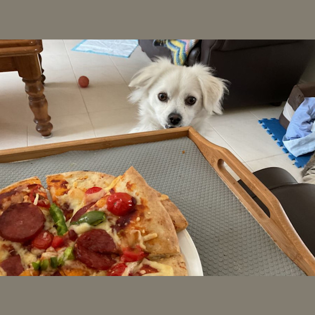 Photo of Dougie 🍕 Maltese X Chih, 2 Yrs (On Trial 7/7/24)
