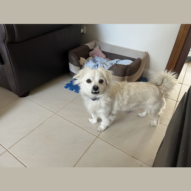 Photo of Dougie 🍕 Maltese X Chih, 2 Yrs (On Trial 7/7/24)