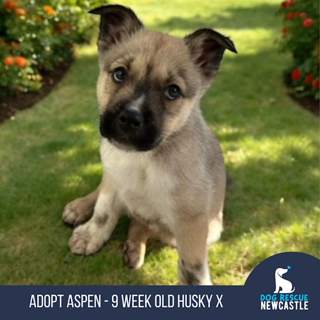 Photo of Aspen   9 Week Old Husky X (Trial)