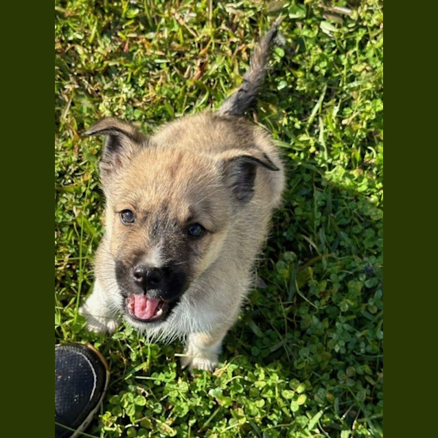 Photo of Aspen   9 Week Old Husky X (Trial)