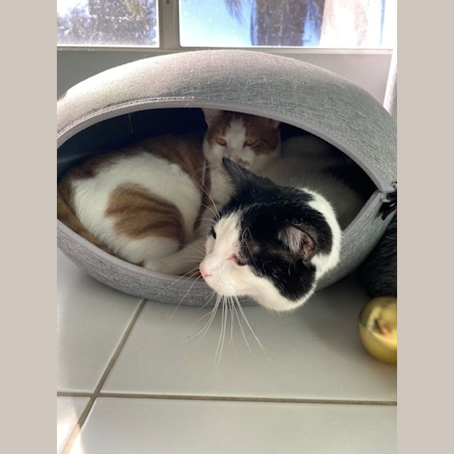 Photo of Wilbur (Bonded With King)