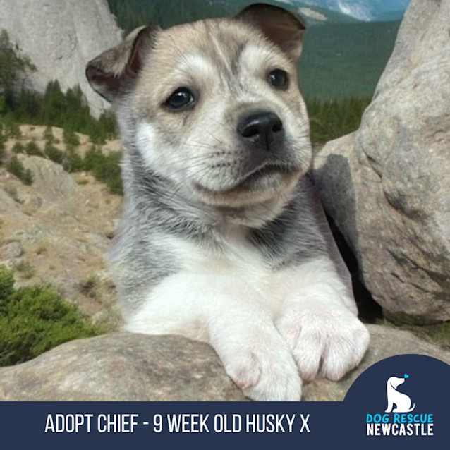 Photo of Chief   9 Week Old Husky X (Trial)