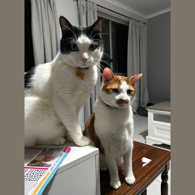 Photo of King (Bonded With Wilbur)