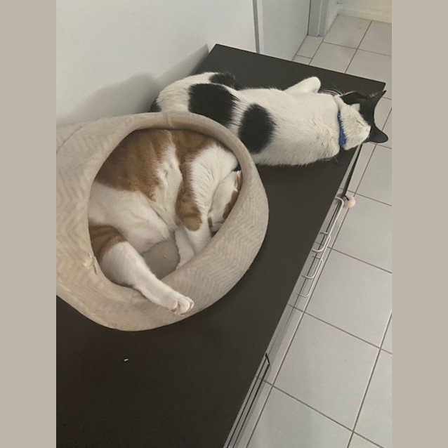 Photo of King (Bonded With Wilbur)