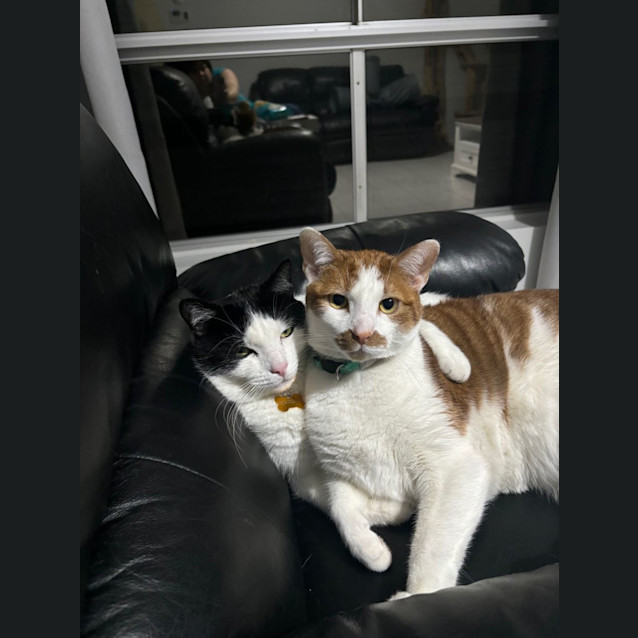 Photo of King (Bonded With Wilbur)