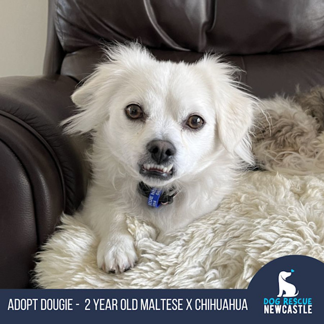 Photo of Dougie 🍕 Maltese X Chih, 2 Yrs (On Trial 7/7/24)