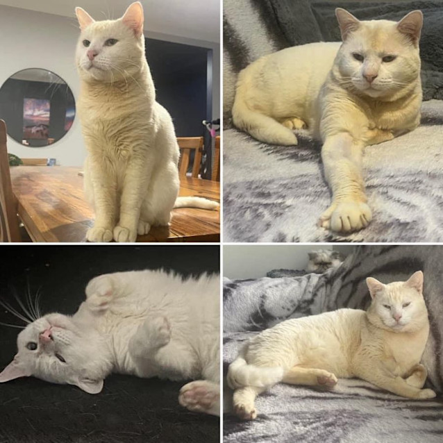 Photo of 10366   Claus