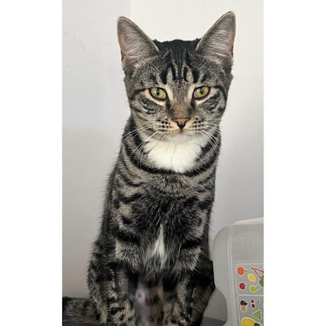 Photo of 9754   Blossom