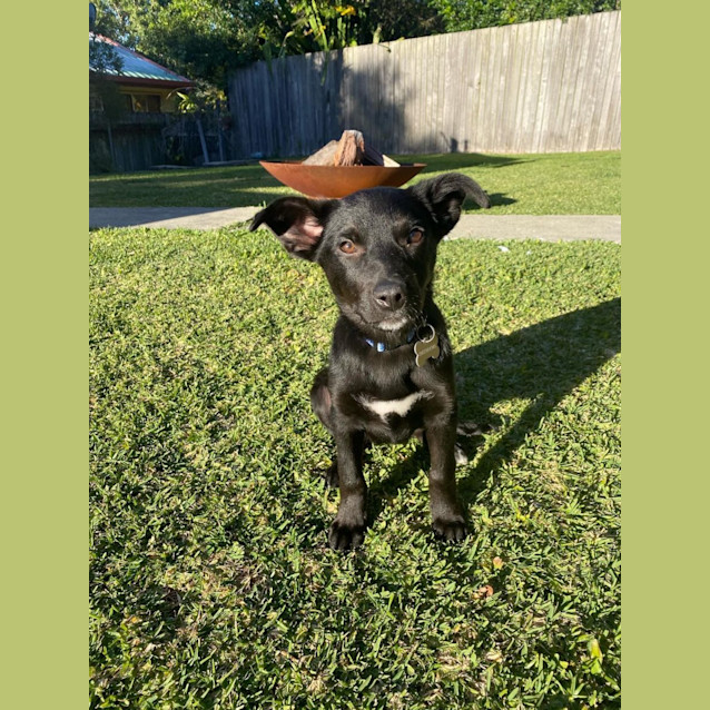 Photo of Beau