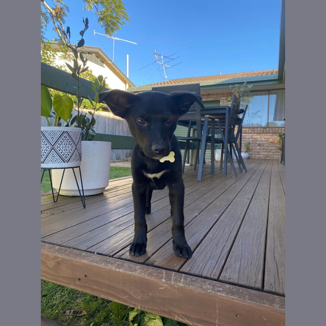 Photo of Beau