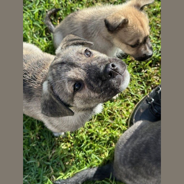 Photo of Boss   3 Month Old Husky X (Trial)