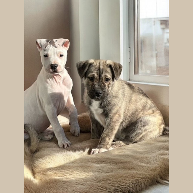 Photo of Boss   3 Month Old Husky X (Trial)