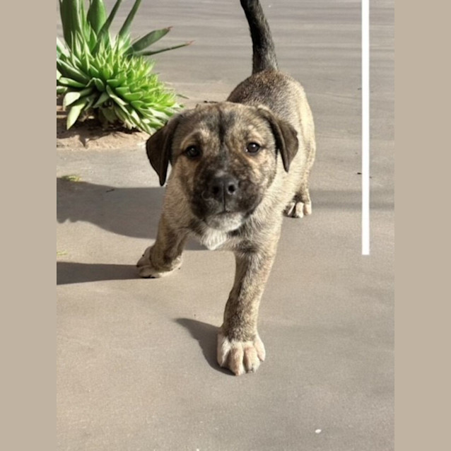 Photo of Boss   3 Month Old Husky X (Trial)