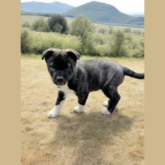 Photo of Quirill   9 Week Old Husky X (Trial)