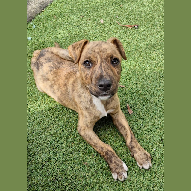 Photo of D1001 Mohan