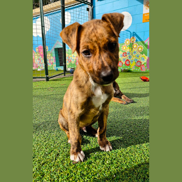 Photo of D1001 Mohan