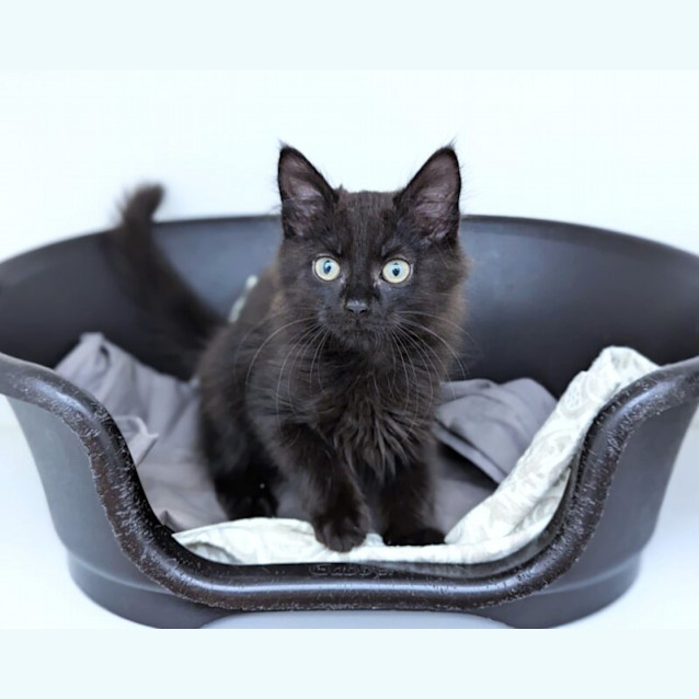 Photo of Artemis