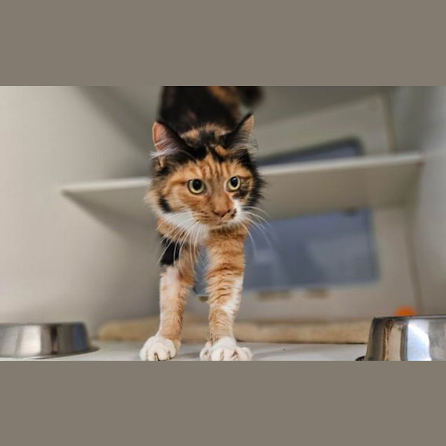 Photo of Coco